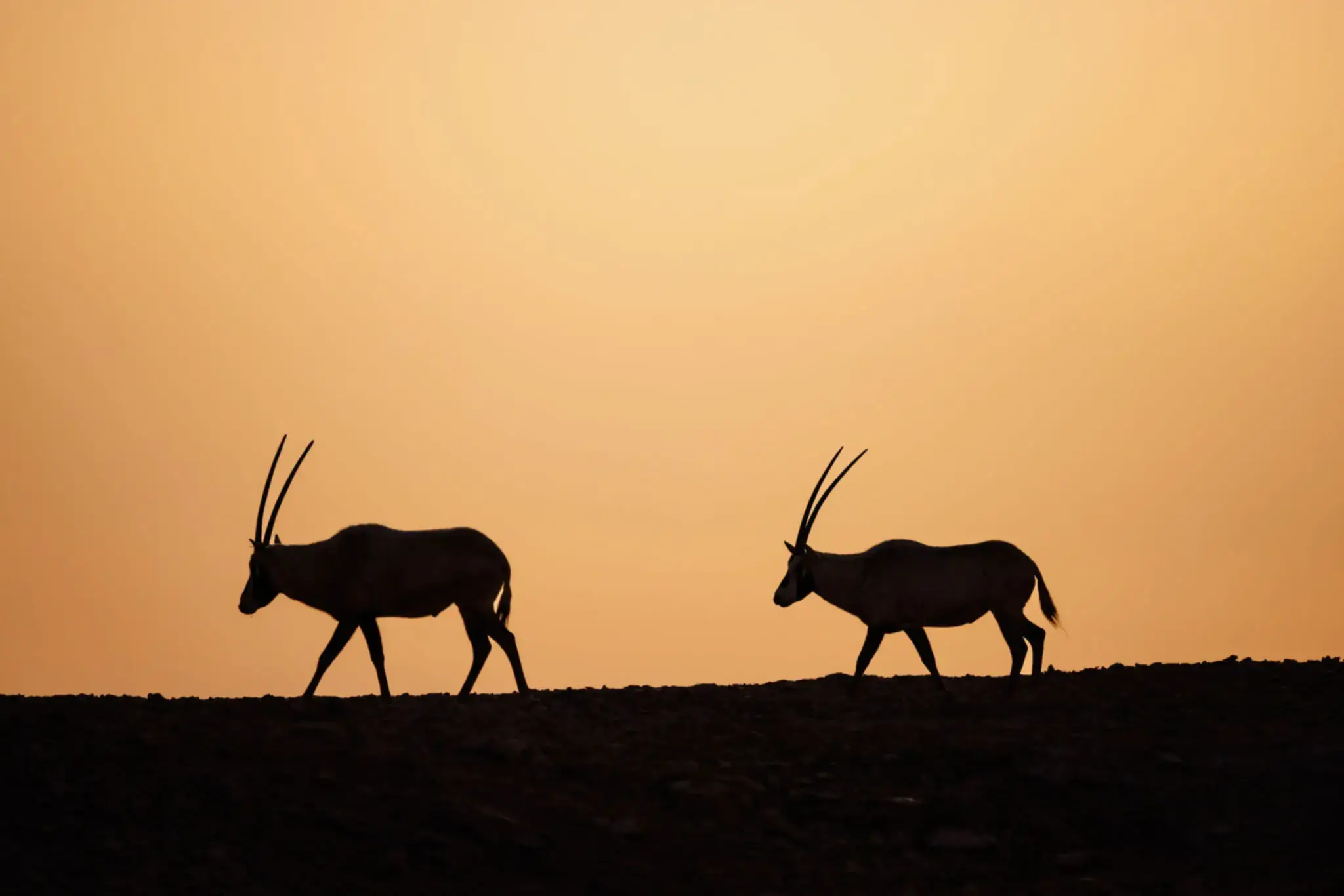 [Ljava.lang.Object;@308df05a