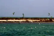Al Aaliya Island