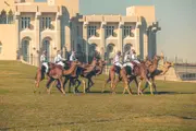 Camel racing